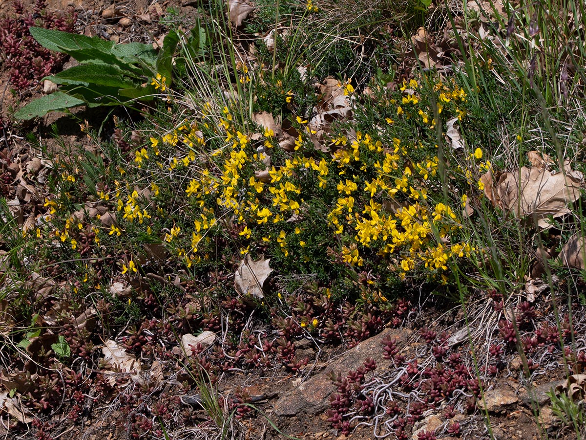 Habitus